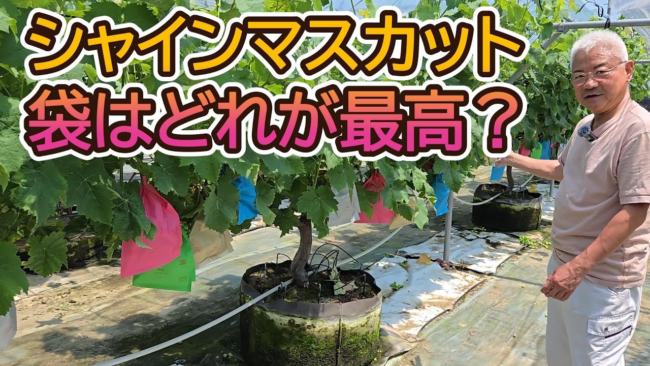 シャインマスカット用ぶどう袋はどれが最高？
