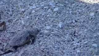 preview picture of video 'Baby Sea Turtles Make It To The Water On Manasota Key FL'