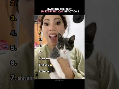 Ranking The Funniest Unexpected Cat Reactions!
