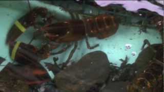 preview picture of video 'Live Lobster Tank at Kaler's Restaurant in Boothbay Harbor, Maine'