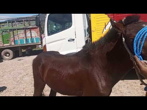 Sección Caballos en la feria ganadera de Chota departamento Cajamarca Perú..