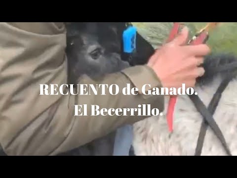 RECUENTO DE GANADO. Becerrillo.
