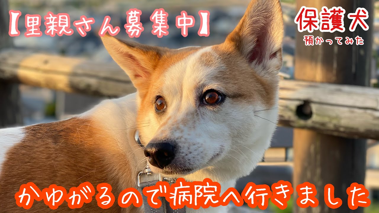 【里親募集】いなりの皮膚に異変。通院し始めました【概要欄に詳細は書いたので、お忙しい方はそちらでも】