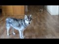 "Kiwi", Alaskan Klee Kai (Miniature Husky)