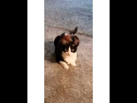 Crystal the Pet Nanny. LLC video.