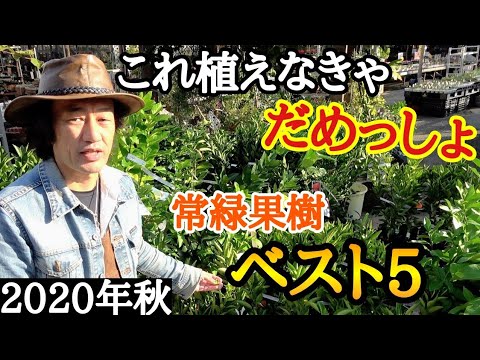 果樹の根元には何を植えますか？植物の最高の組み合わせに注目してください！  庭園