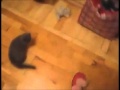 Gato ninja y su patada voladora
