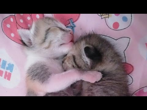 My kitty 2weeks na sila yeaheeeyy!!😂😊😇#choco and #chocoa