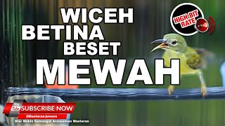 Download lagu #1🔴Masteran Wajib Burung Juara❗️Kolibri Kelapa Betina Gacor Wiceh Gacor Nembak mp3 Download lagu #1🔴Masteran Wajib Burung Juara❗️Kolibri Kelapa Betina Gacor Wiceh Gacor Nembak mp3