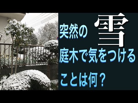 冬に剪定する植物: 冬に剪定すると恩恵を受ける植物に焦点を当てる  庭園