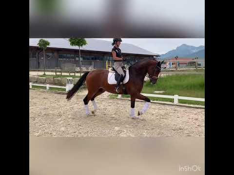 Dressurnachwuchs von Fürst Romancier/Classiker  *2014