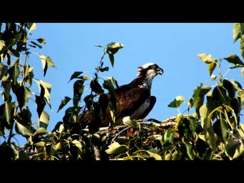 Osprey Sounds From the Nest