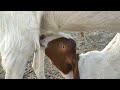 Baby Animals Suck Milk Mother And Baby Animals Suck Milk Suck Moments
