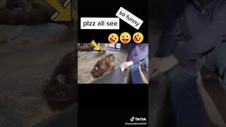 Download lagu Tiktok lucu,,, monyet ngakak 😂😂 mp3