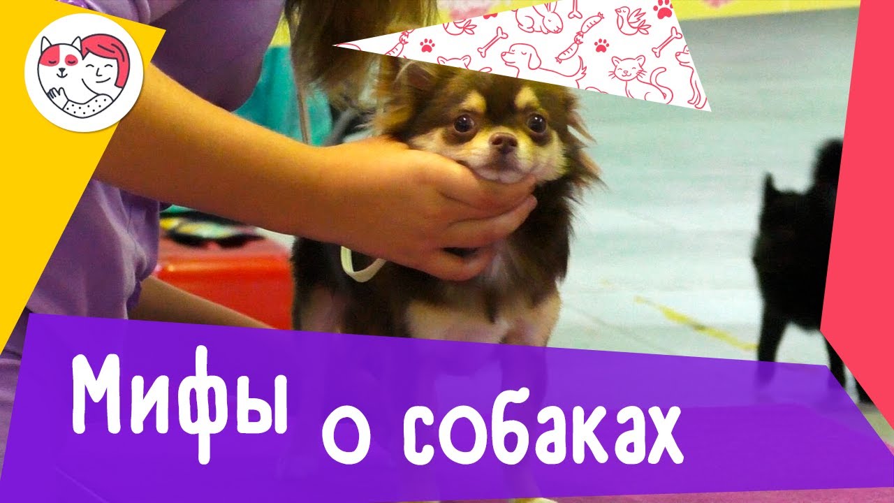 7 популярных мифов о собаках