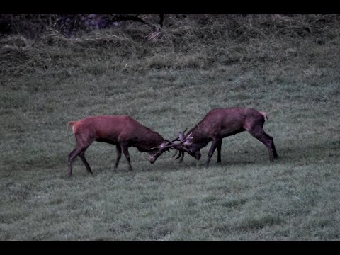Combat de cerfs au brame 2020