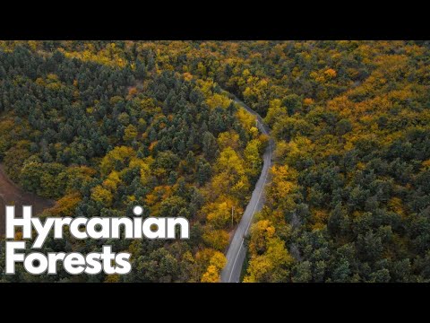 Exploring the Mysteries of Hyrcanian Forests