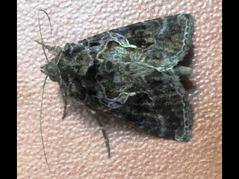 Noctuid Moth