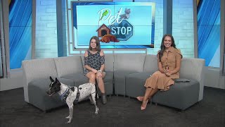 Let's Get Jax Adopted!