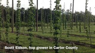 Kentucky hop farms