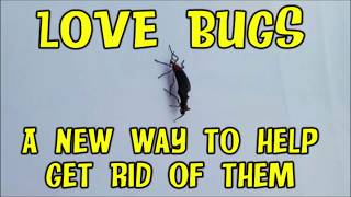 Lovebugs a new way to help get rid of them