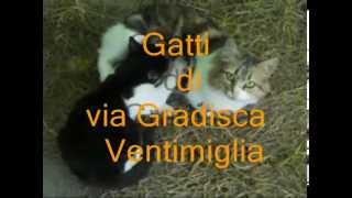 preview picture of video 'Gatti di via Gradisca Ventimiglia'