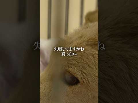 近づたらわかるほどの心雑音 #保護犬