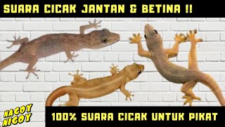 Download lagu SUARA CICAK UNTUK PIKAT DAN UNTUK TERAPI. SATU JAM SUARA CICAK mp3 Download lagu SUARA CICAK UNTUK PIKAT DAN UNTUK TERAPI. SATU JAM SUARA CICAK mp3