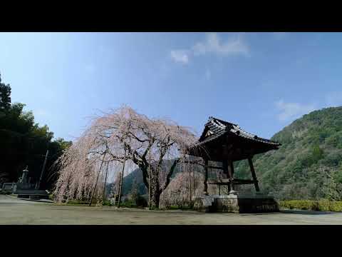 大分県中津市山国町 真浄寺しだれ桜 - Shinjo-ji Temple’s Shidare cherry, Oita Japan | Cinematic Travel