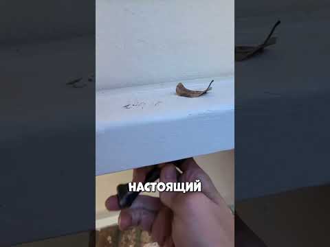 Этот инспектор зарабатывает 200 долларов в час #shorts