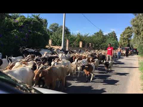 Transumanza delle capre in Ogliastra