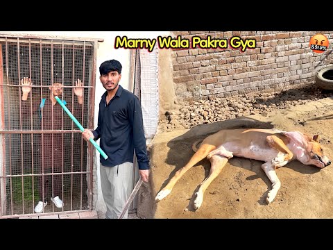 BADSHAH KO MARNY WALA LARKA PAKRA GYA 🤬