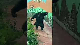 Download lagu monyet lucu 🐒#fypシ #monkey #lucu #viralvideo #viral #fyp #status #statusvideo @sisindonyo mp3