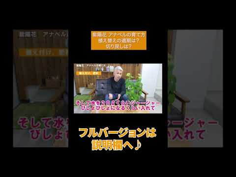 アジサイはいつ植えるのですか？すべての庭師のための手入れと植え付けのヒント  庭園