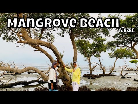 Mangrove Beach -Jazan