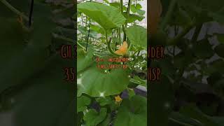 👀 35 HSS / 30 HST / 2 HSP 🌱 Sweet Lavender 🍈#agrowisata #greenhouse #melon #hidroponik #satriafarm