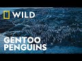 How Gentoo Penguins Avoid Predators Secrets Of The Penguins National Geographic WILD UK