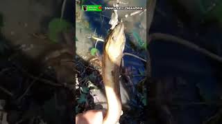 Download lagu REJEKI NOMPLOK ‼️DIKIRA BELUT KECIL TERNYA BELUT SUPER BESAR mp3