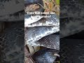 See complete video to learn more surprising rat snake facts! Click lower right corner!