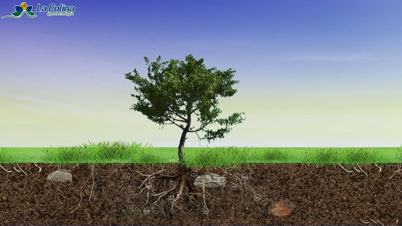 Cal agrícola o carbonato de calcio, cómo corrige el pH en el suelo.