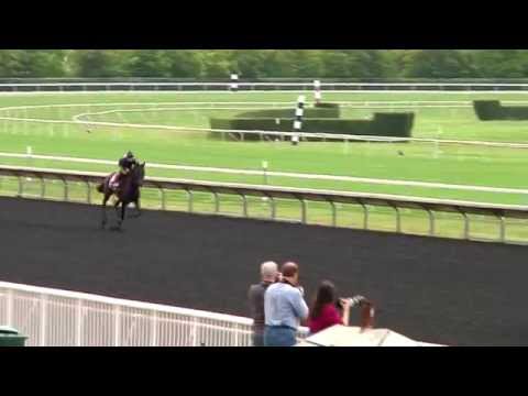 2015 American St  Leger Friday Update