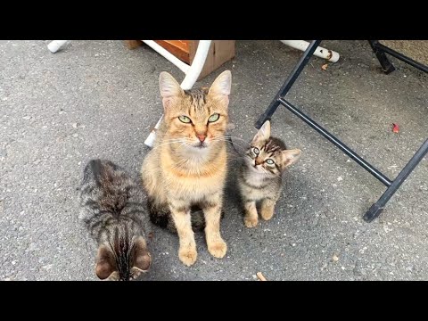 ❤️🐾 “What Happened in This Alley Softened My Heart | Mother Cat and Her Kittens”