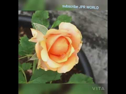 Rose plant Collection/Beautiful Rose plants and rose flowers