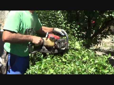 Recorte de seto de Ligustrum