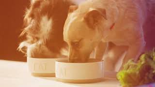 PetSmart Kitchen Presents: Just Food For Dogs