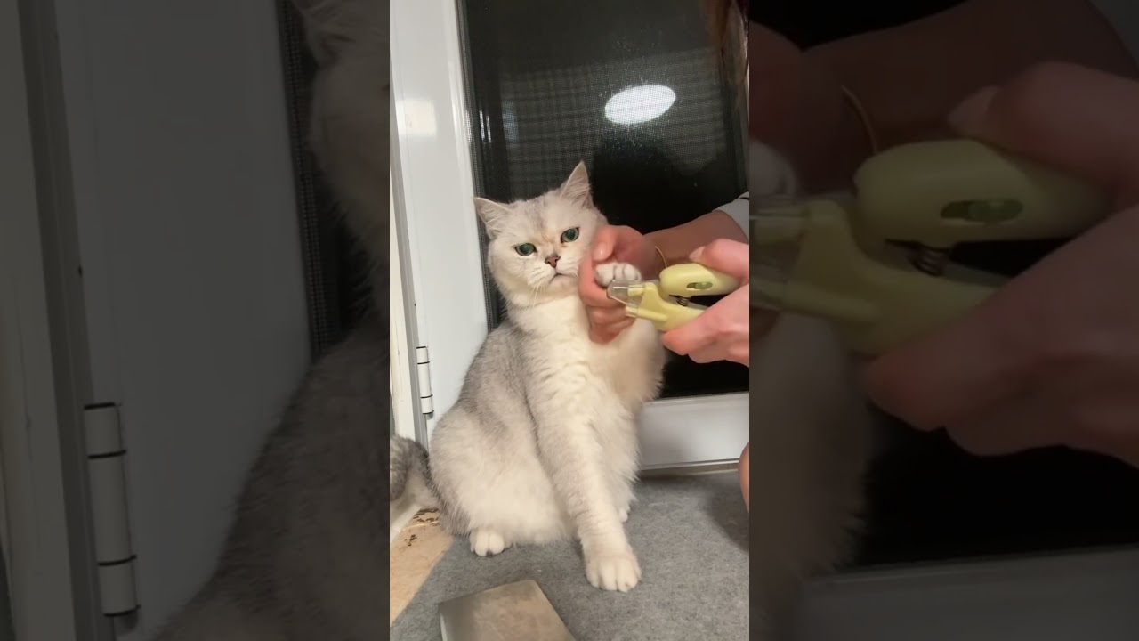 Various Ways of Trimming a Cat’s Nails
