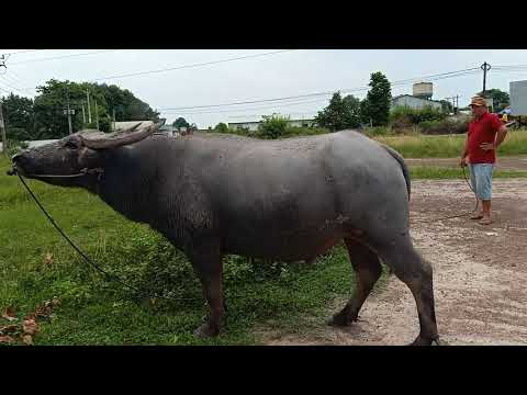 19/7/2020 các ông trâu chọi đã có mặt tại xới để chuẩn bị xuất kích