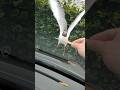 Baby Seagull Eats Fries Pet Pets Petsofinstagram Shorts