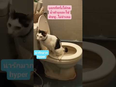 hyper has Good working #viral #shortsviral #funny #animals #hypercat