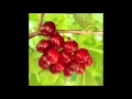 The Cherry Tree Carol  (Peter Paul and Mary)cover by「   WITH 」